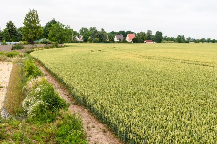 Vor dem Muldedamm Bild 1