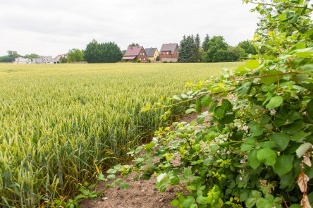 Vor dem Muldedamm Bild 5